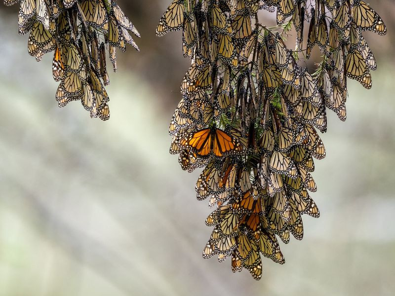 The Monarch Butterfly