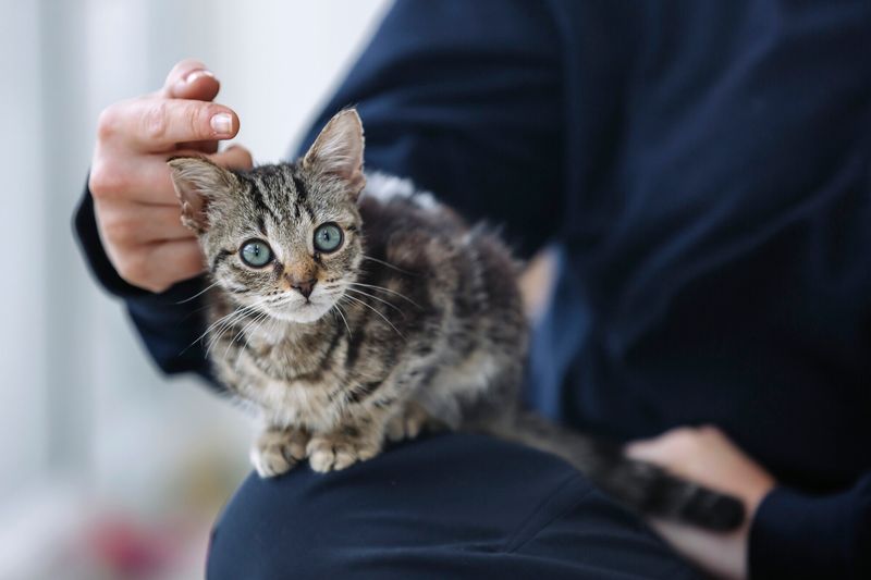A Cat's Impact on Patience
