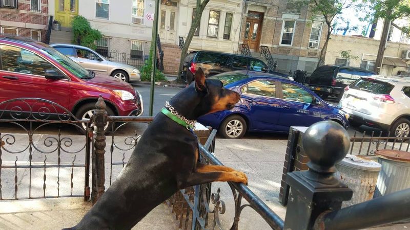 The Fearless Protector