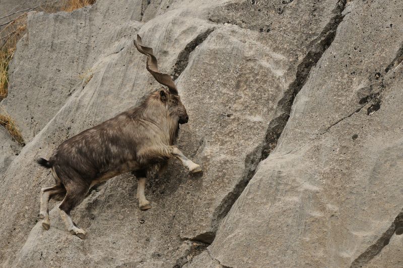 They Can Climb Vertical Cliffs Like Pros