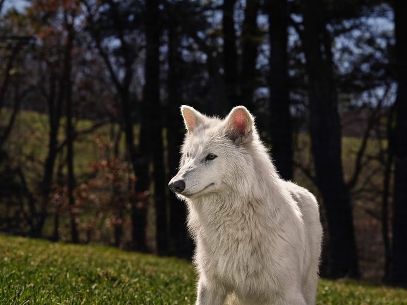Dire Wolves Weren’t Actually Canis lupus