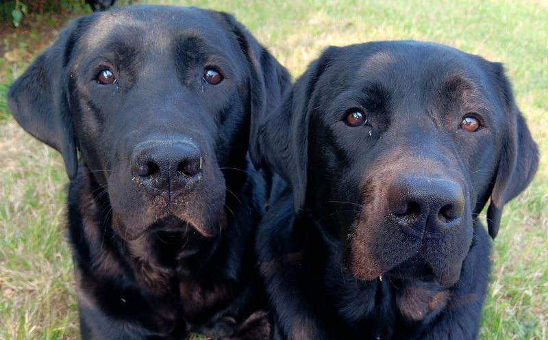 Sherlock & Watson