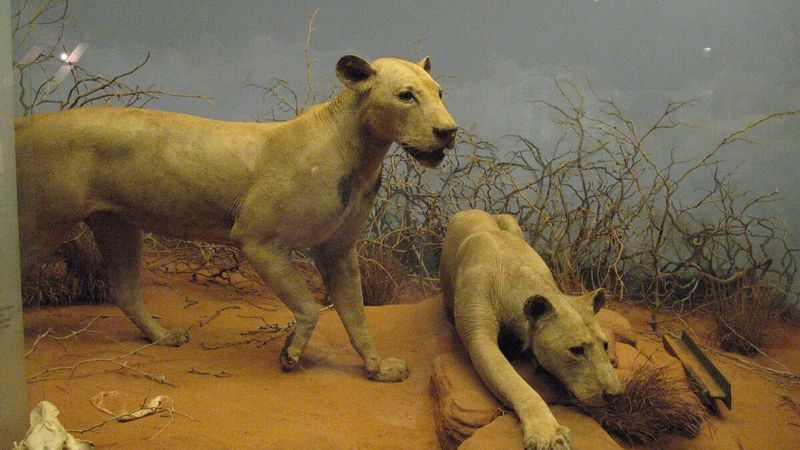Lions