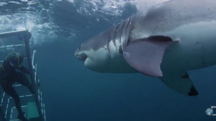 These 9 Animals Once Hunted Humans—And 6 Still Might Today