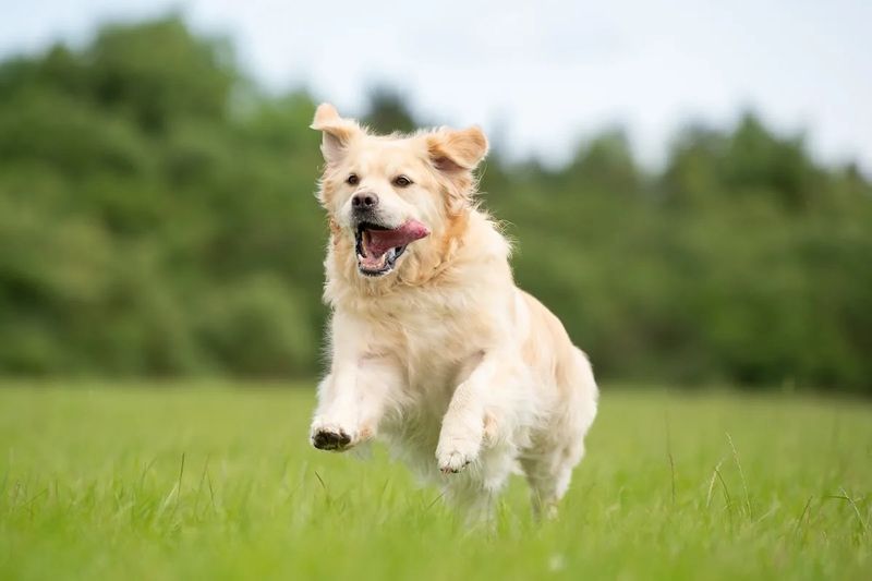 Dancing Doggo