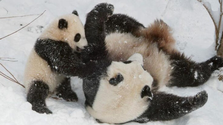 These Adorably Happy Animals Might Be Having a Better Day Than You
