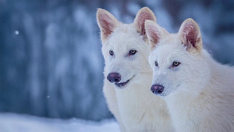Dire Wolves Likely Didn’t Interbreed With Other Canids