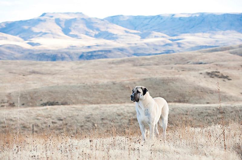 They Need Proper Fencing—They Will Roam