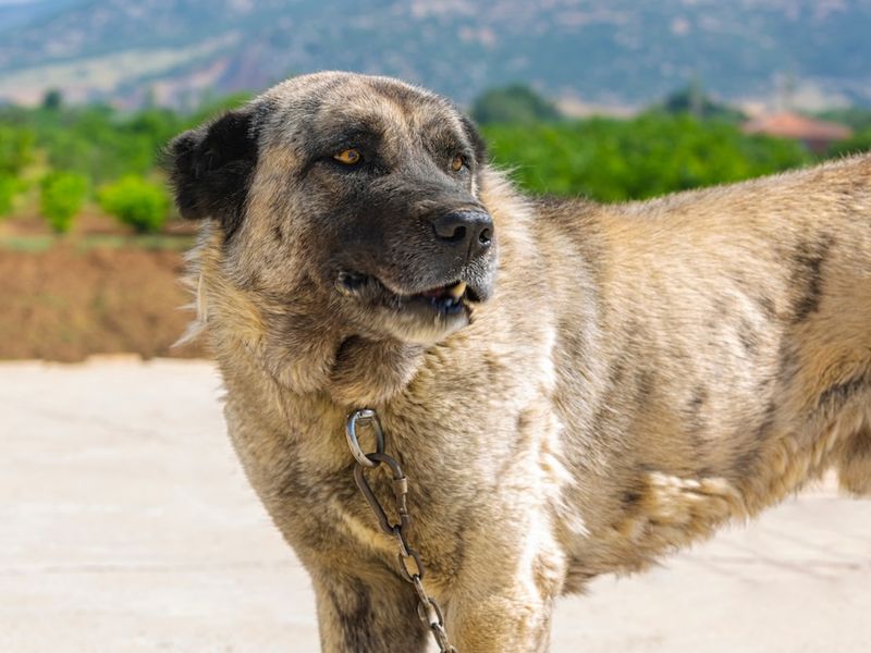 They Rarely Bark Without Purpose