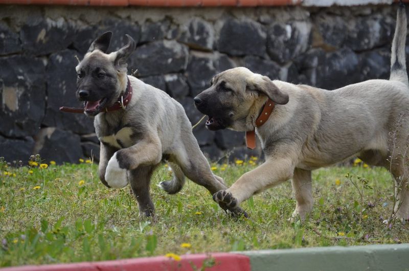 They Can Form Strong Bonds With Other Guard Dogs