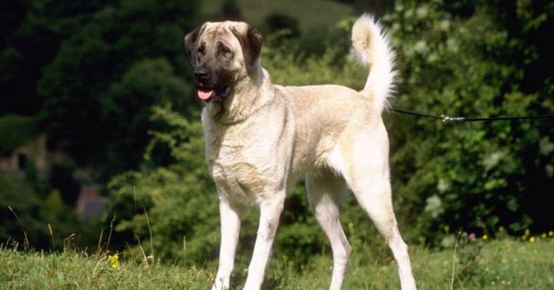 Their Thick Coat Adapts to Hot and Cold Climates