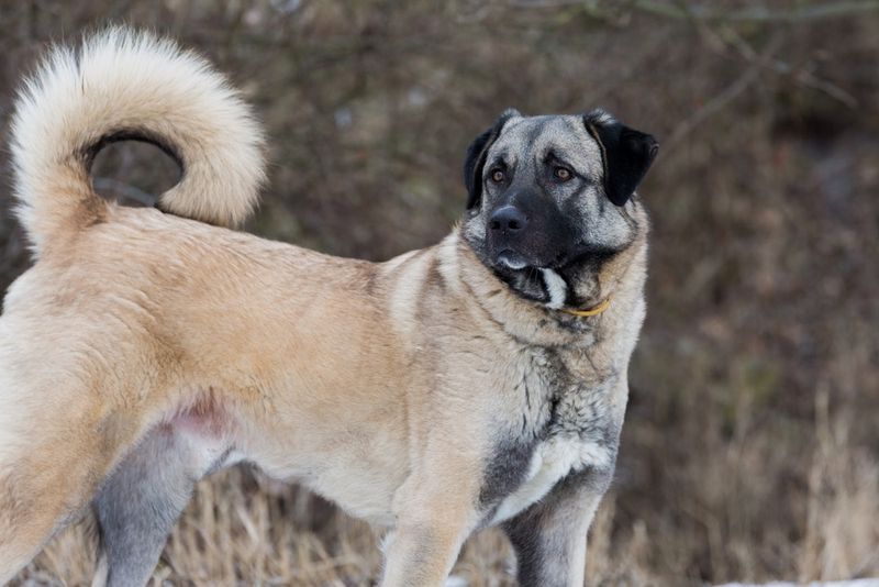 They’re Not Built for Obedience Trials