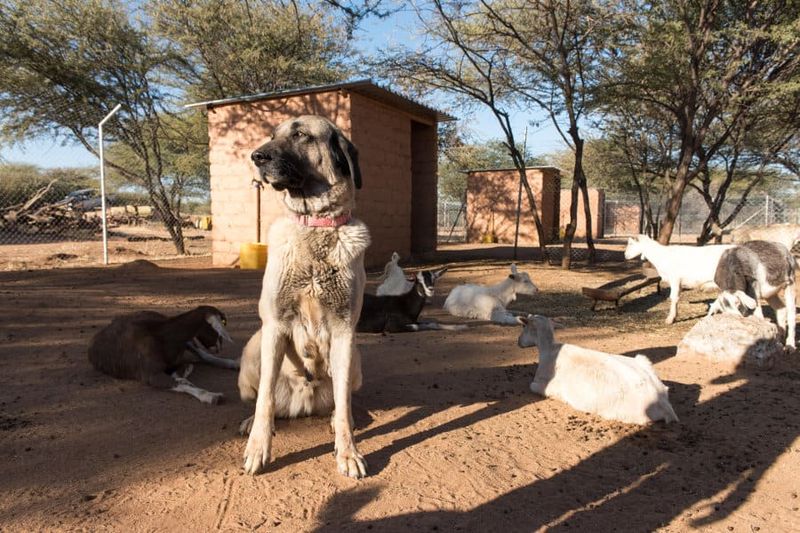 They’re Still Used in Cheetah Conservation in Africa