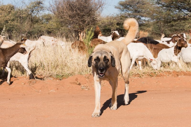 They Bond With the Herd—Not the Human