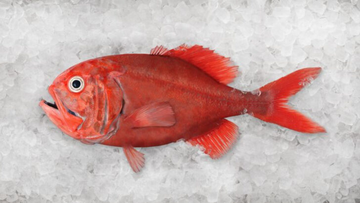 Think Twice Before Eating These 22 Types of Fish