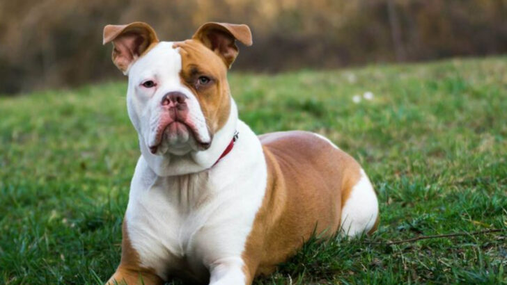 Thinking About an American Bulldog? 10 Facts You Must Know First