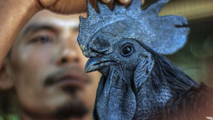 This All-Black Chicken Costs Thousands — Here’s Why