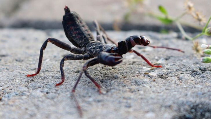 This Bizarre Bug Sprays Acid: 10 Wild Vinegaroon Facts