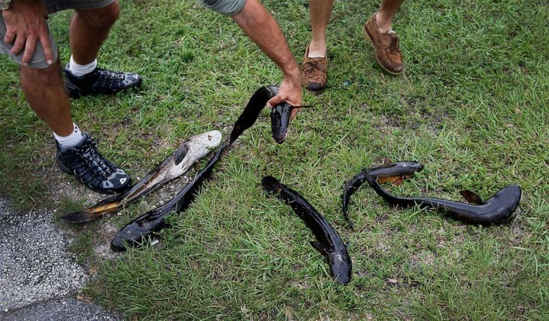 Northern Snakehead