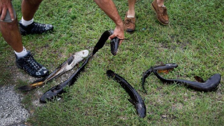 This Land-Walking Fish Is Spreading Fast—and 9 States Are Already in Trouble
