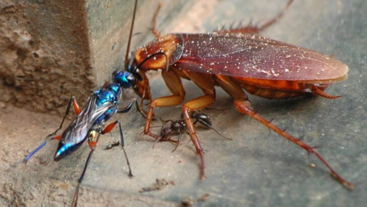 This Wasp Turns Cockroaches Into Zombies: Nature’s Mastermind Parasite