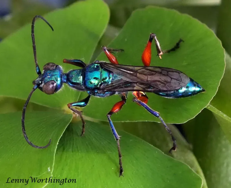 The Wasp's Hypnotic Sting