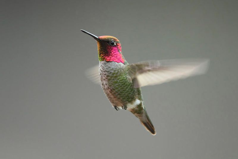 Anna’s Hummingbird