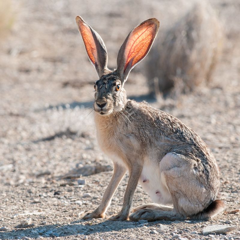 Jackrabbit