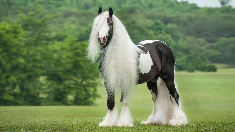 Gypsy Vanner