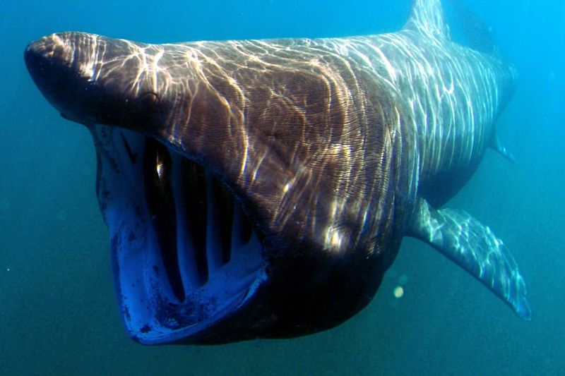 Basking Shark