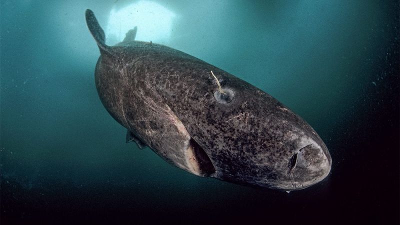 The Resilient Greenland Shark