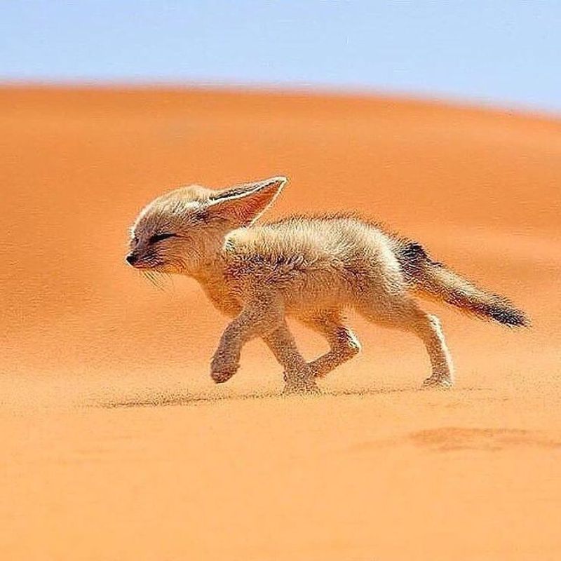 Fennec Fox