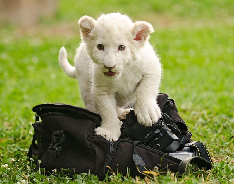 White Lion Cub