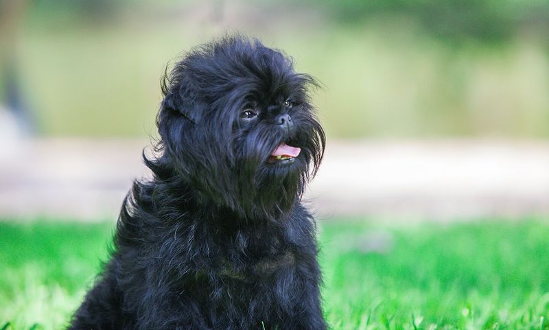 Affenpinscher