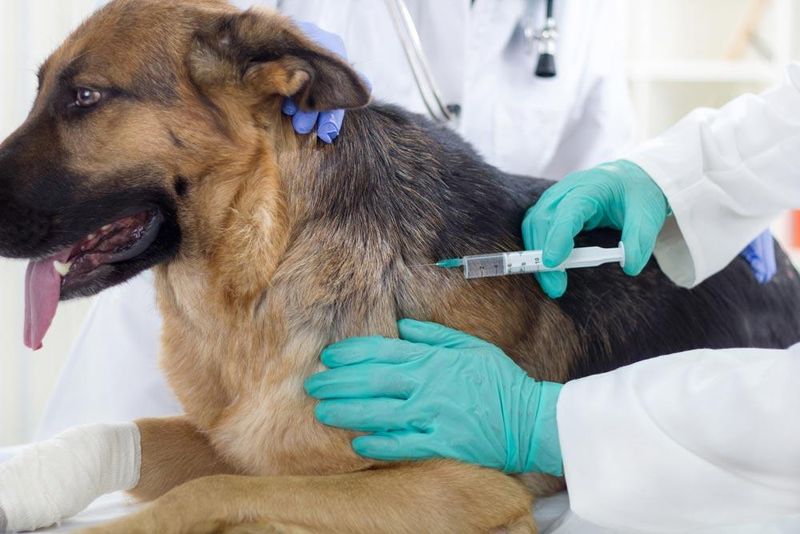 Importance of Vaccination