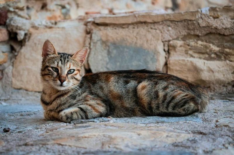 Patched Tabby (Torbie)