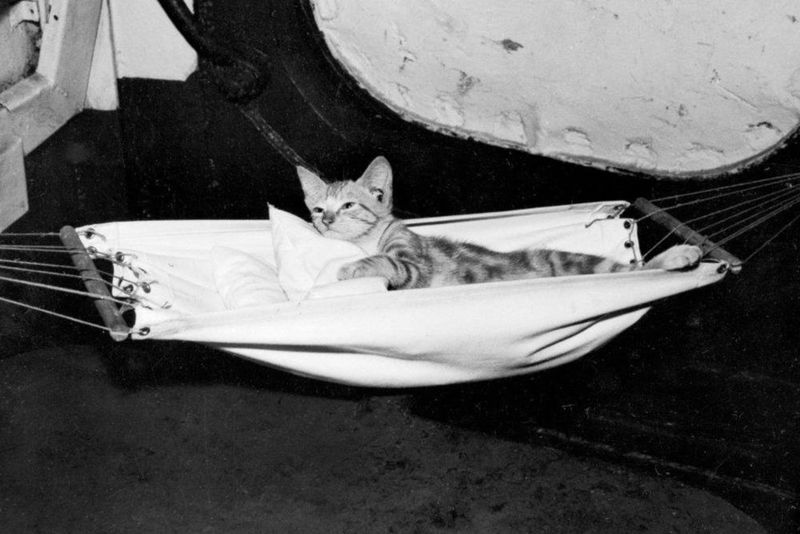 Convoy, the Canadian Naval Cat