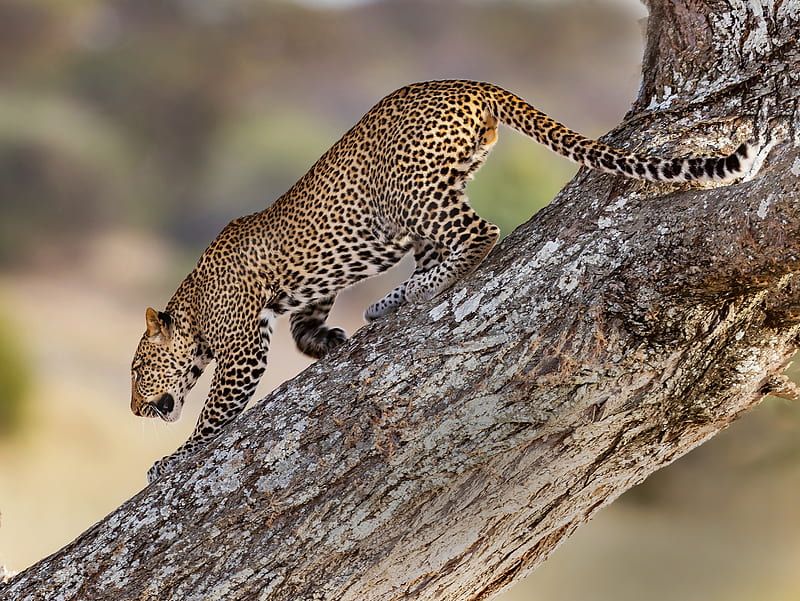 Leopard