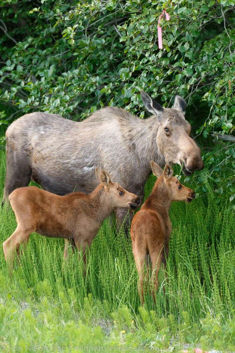 Moose Calf