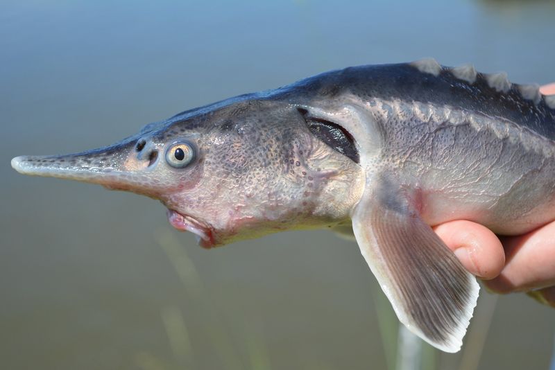 Sturddlefish: Nature’s Accidental Hybrid
