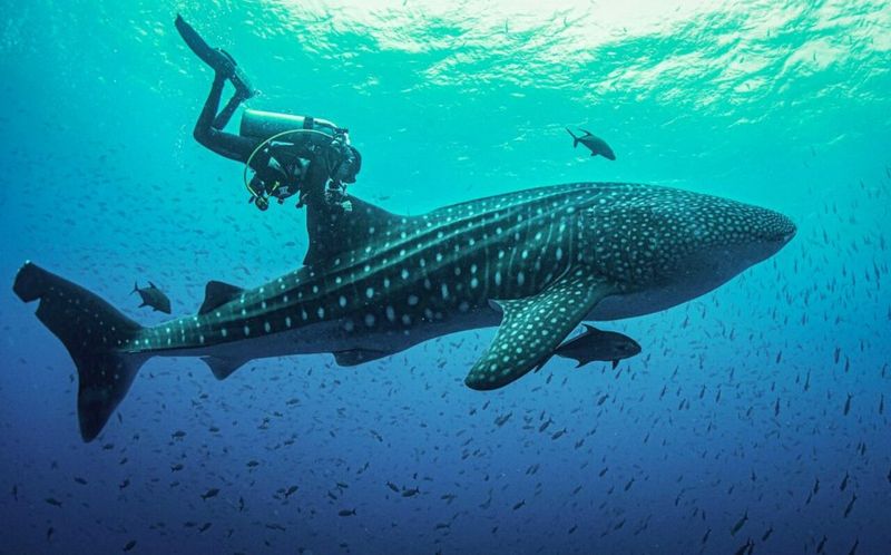 Whale Shark