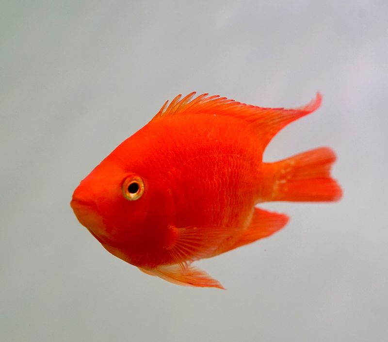 King Kong Parrot Cichlid