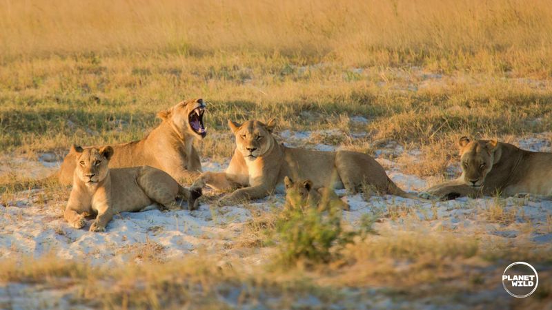 Lion