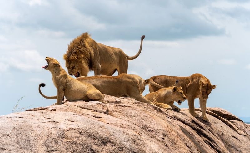 Lion