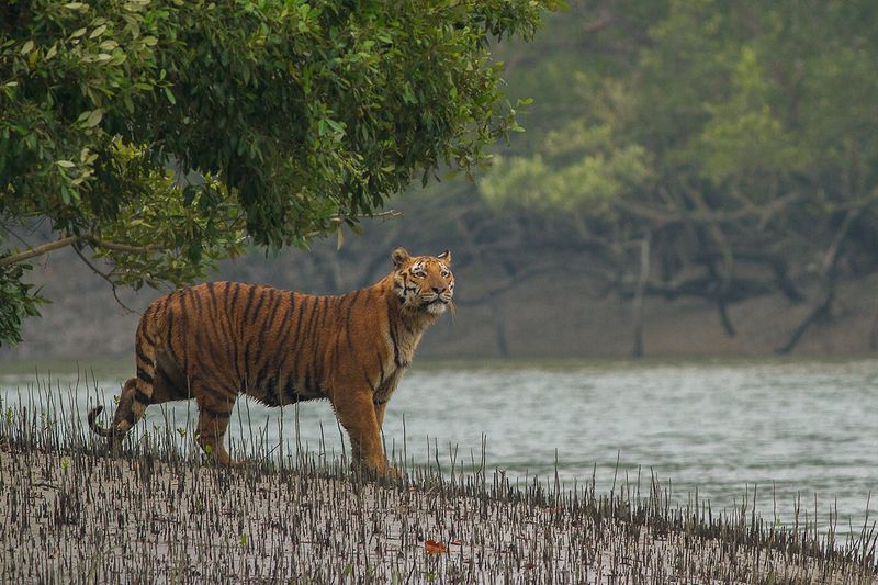 Sundarbans, India and Bangladesh