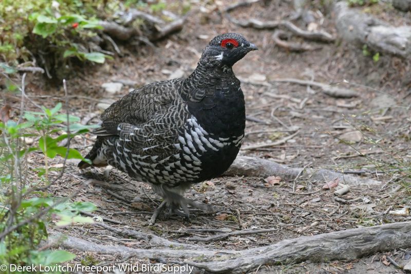 Spruce Grouse