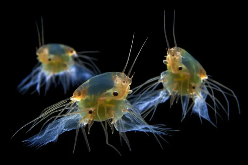 Daphnia