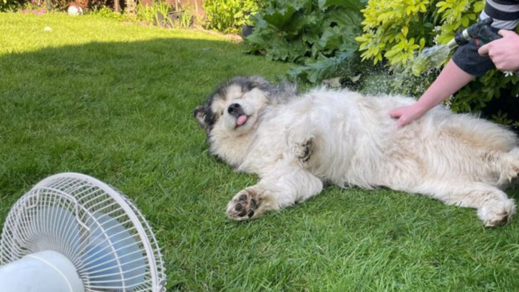 Too Hot for Fur: How to Protect Your Dog from Deadly Summer Heat