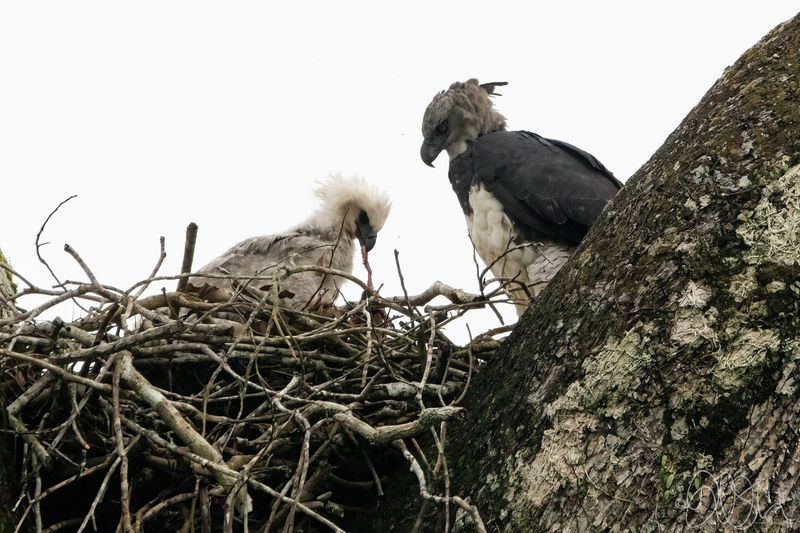 Complex Courtship Rituals