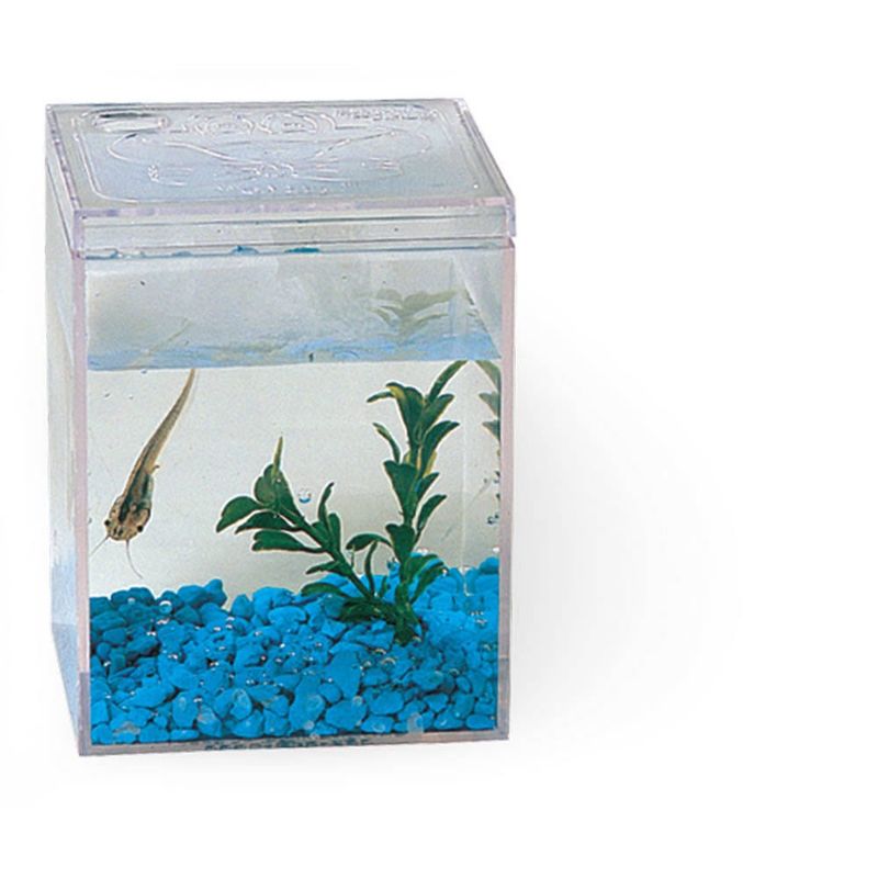 Sea Monkey